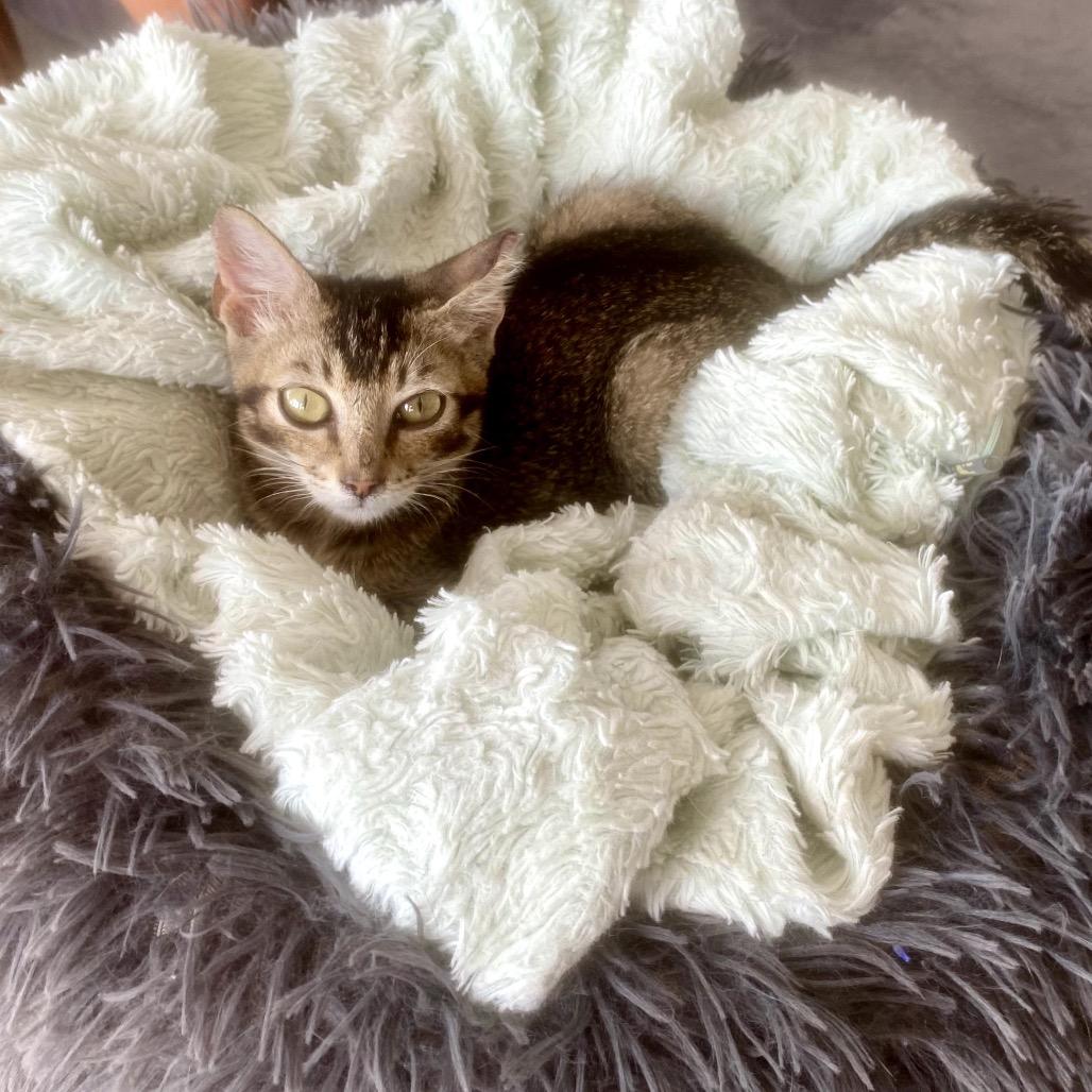 Enlarge Emu, a ADOPTABLE Domestic Short Hair in Christiansted, VI image 2/5