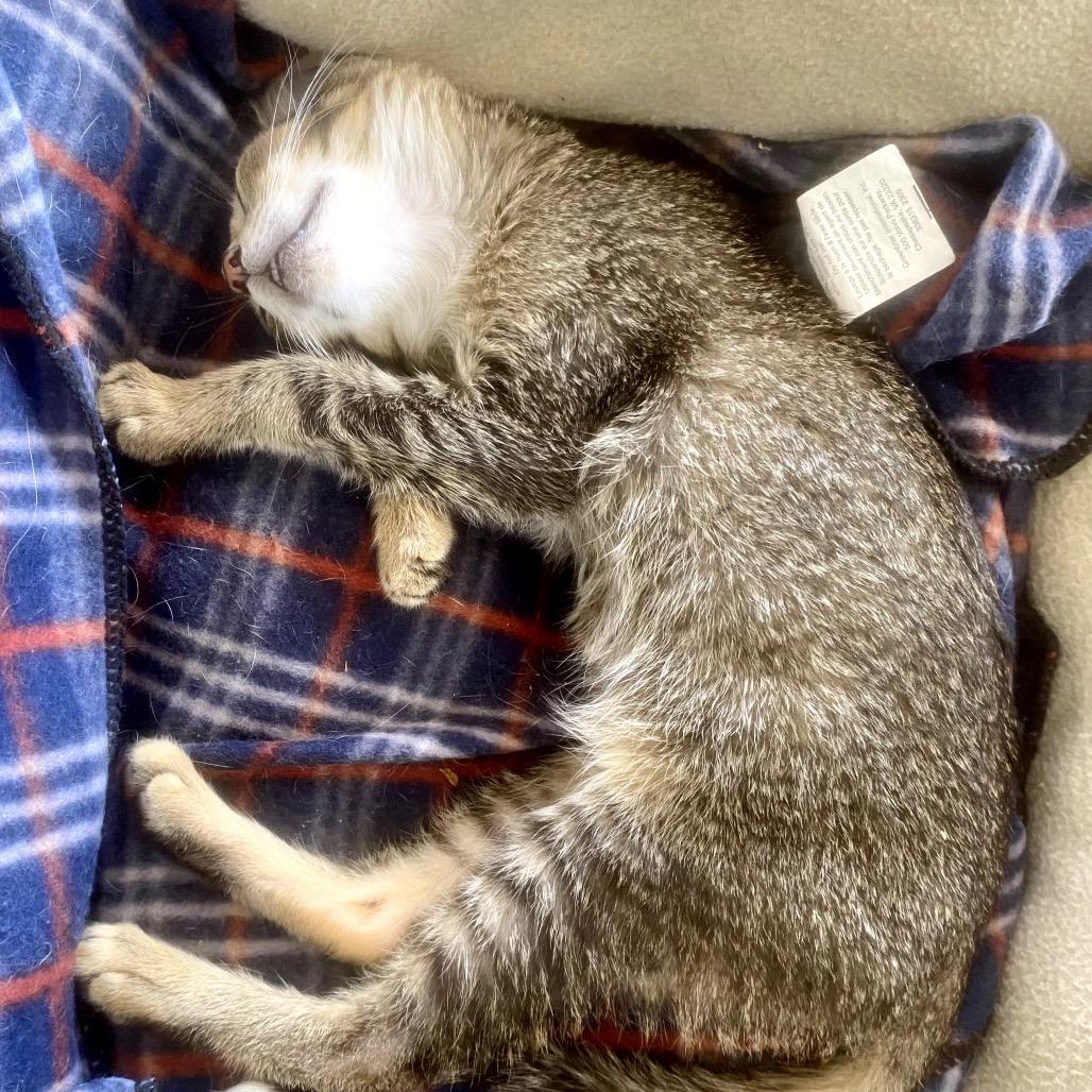 Enlarge Emu, a ADOPTABLE Domestic Short Hair in Christiansted, VI image 4/5