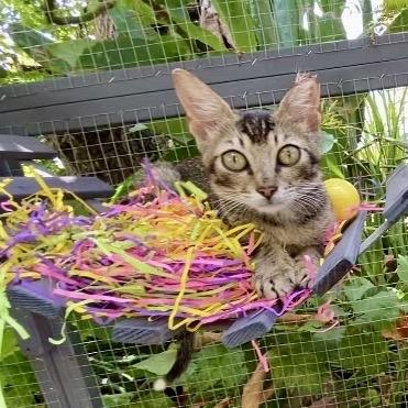 Enlarge Emu, a ADOPTABLE Domestic Short Hair in Christiansted, VI image 1/5