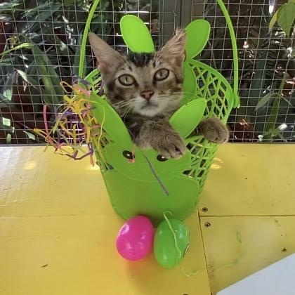 Enlarge Emu, a ADOPTABLE Domestic Short Hair in Christiansted, VI image 5/5