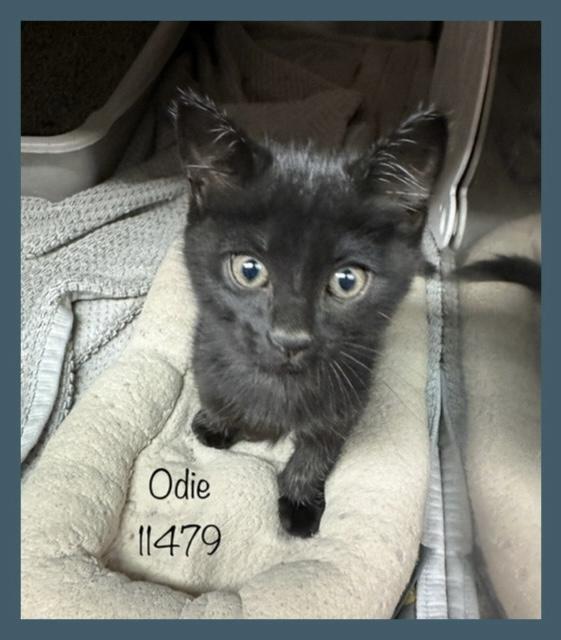 ODIE