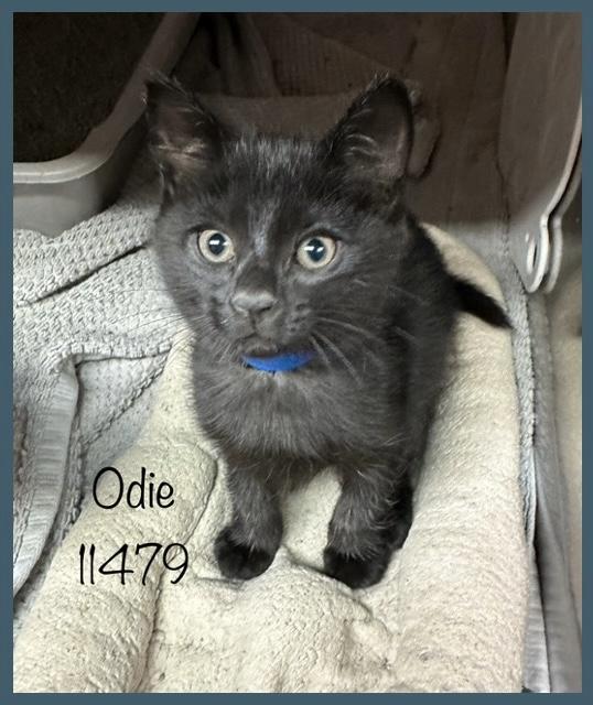 ODIE