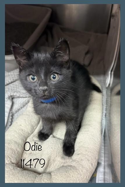 ODIE