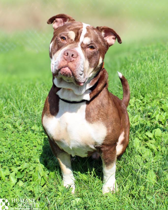 Enlarge POLO, a Adoptable Pit Bull Terrier in Hagerstown, MD image 1/1