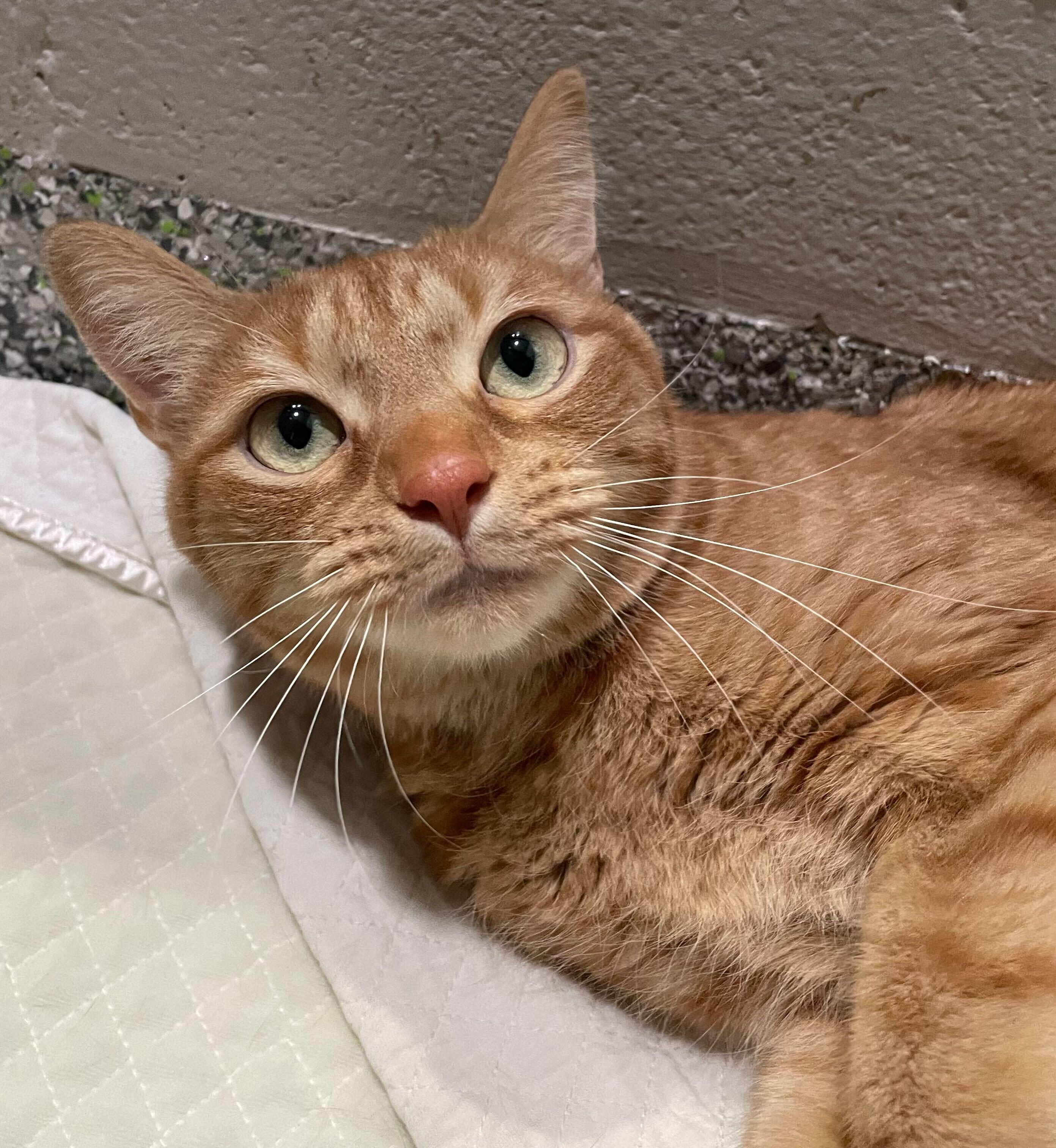 Enlarge Minestrone, an adoptable Domestic Short Hair in Jackson, MI image 1/6