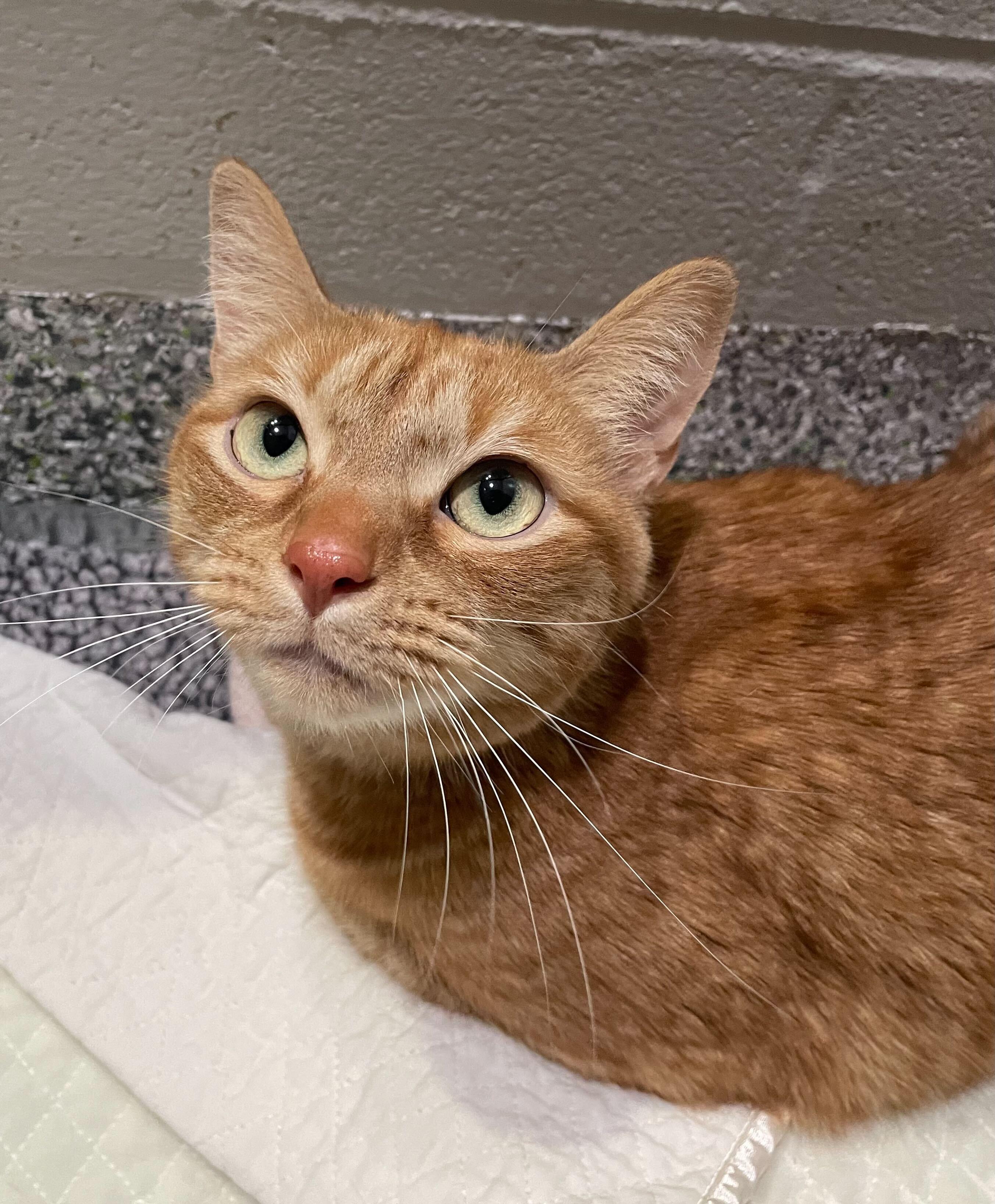 Enlarge Minestrone, an adoptable Domestic Short Hair in Jackson, MI image 4/6