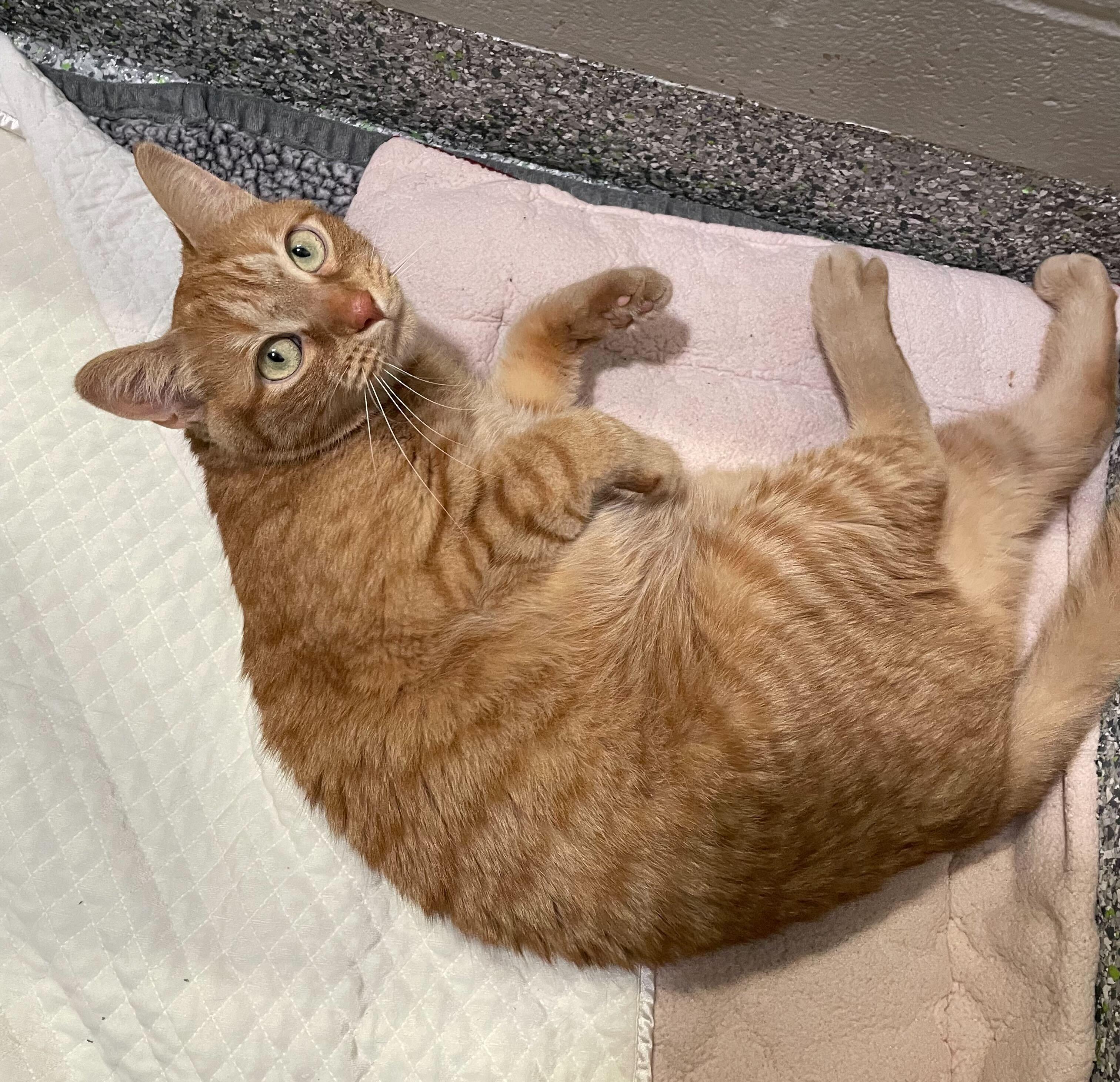 Enlarge Minestrone, an adoptable Domestic Short Hair in Jackson, MI image 5/6