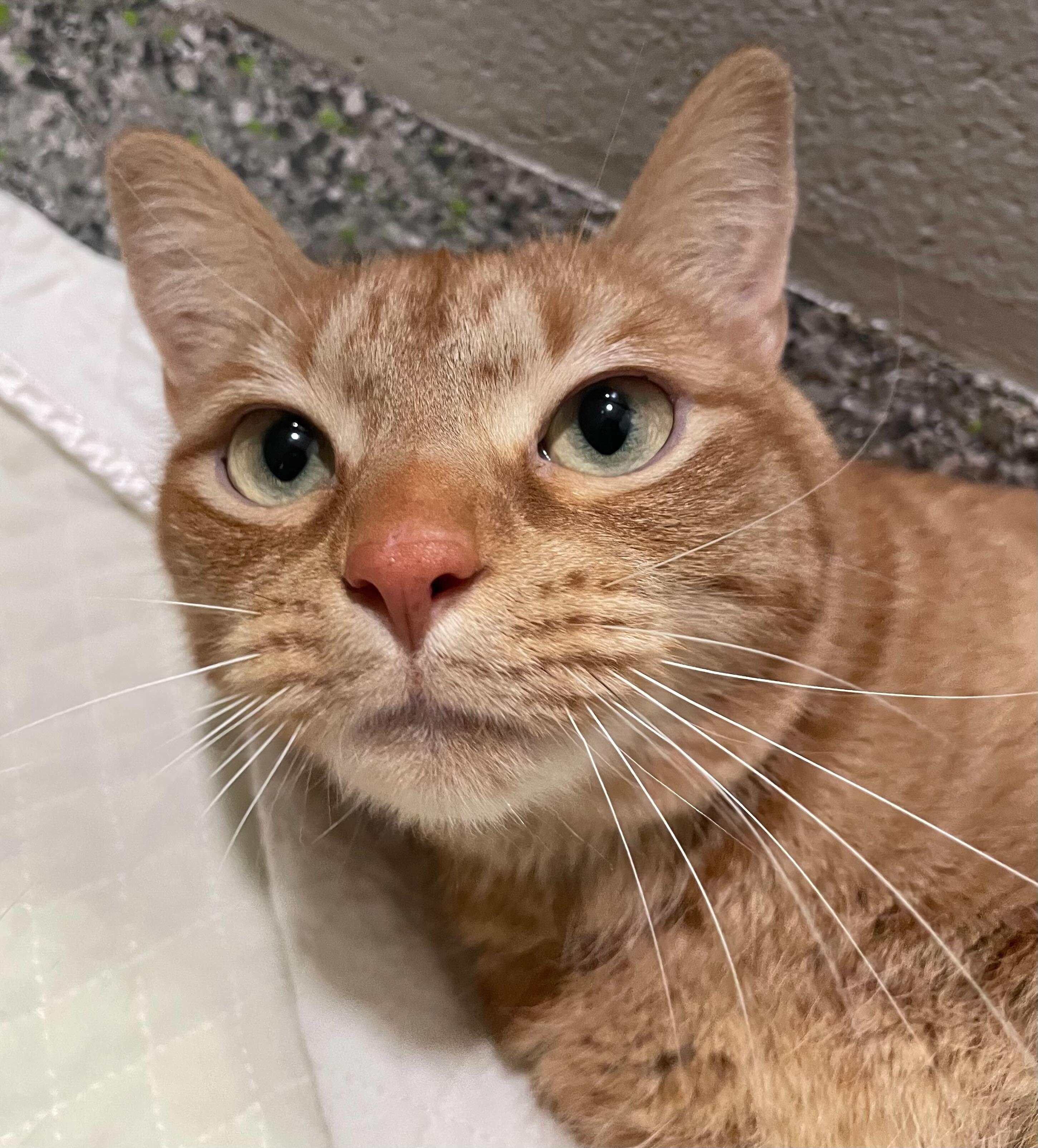 Enlarge Minestrone, an adoptable Domestic Short Hair in Jackson, MI image 6/6