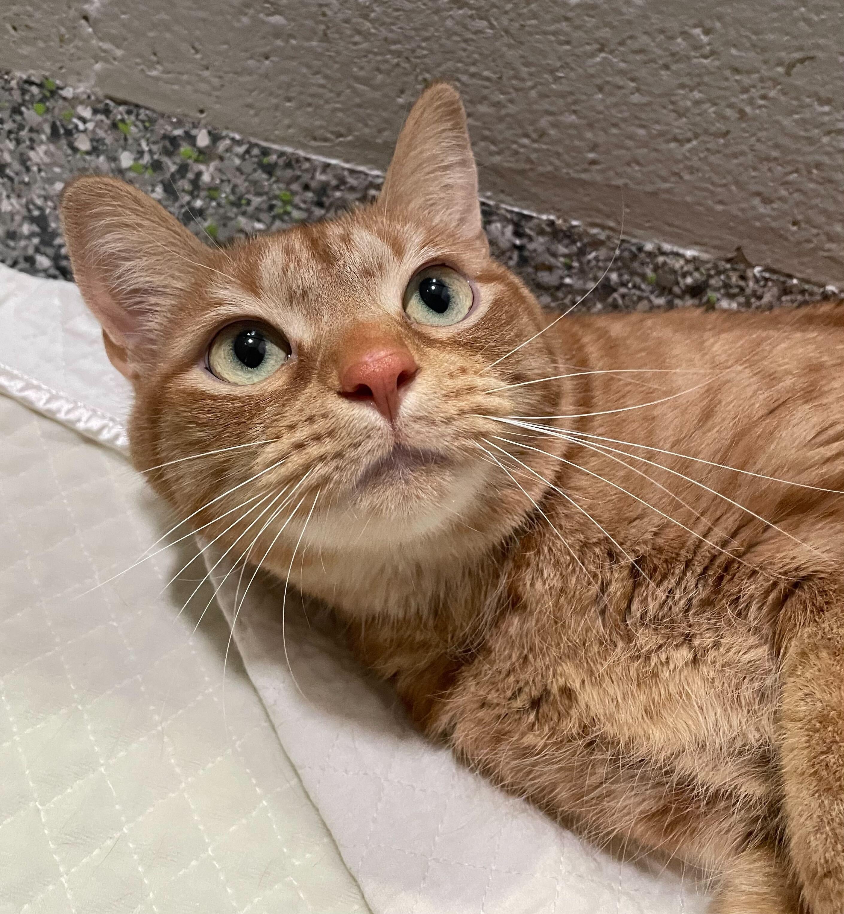 Enlarge Minestrone, an adoptable Domestic Short Hair in Jackson, MI image 3/6