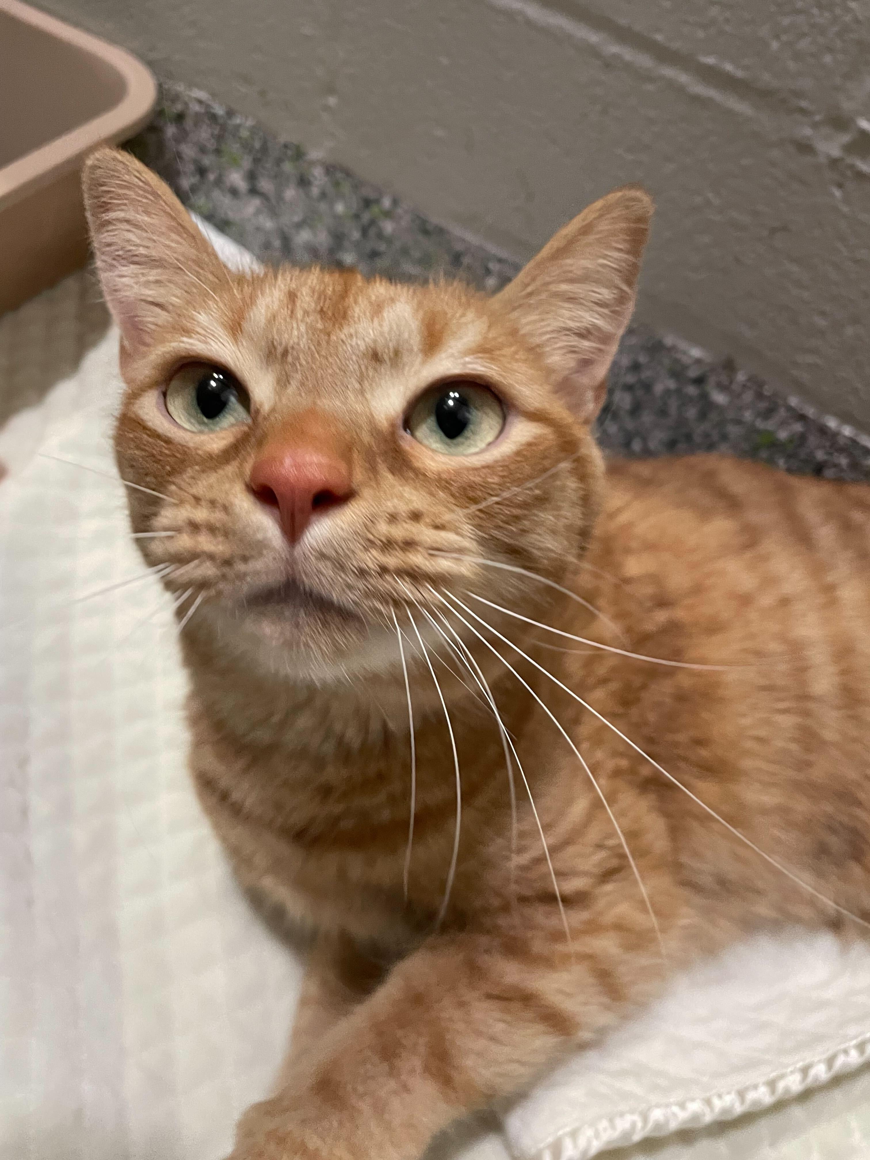 Enlarge Minestrone, an adoptable Domestic Short Hair in Jackson, MI image 2/6