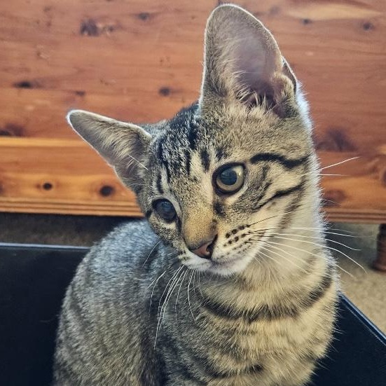 Petco Adoptable Cats: Find Your Perfect Furry Friend Today