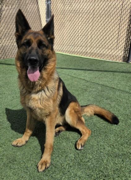 KIMA, Adoptable, Adult Female German Shepherd Dog.