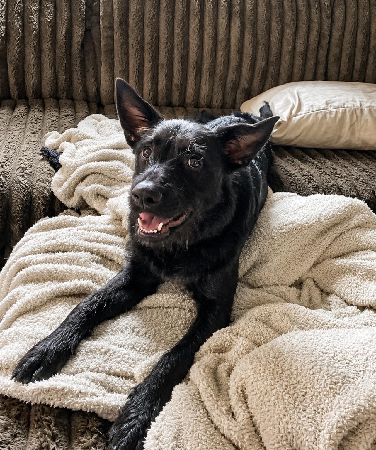 Enlarge Eddie, a ADOPTABLE Mixed Breed in Holmen, WI image 3/3