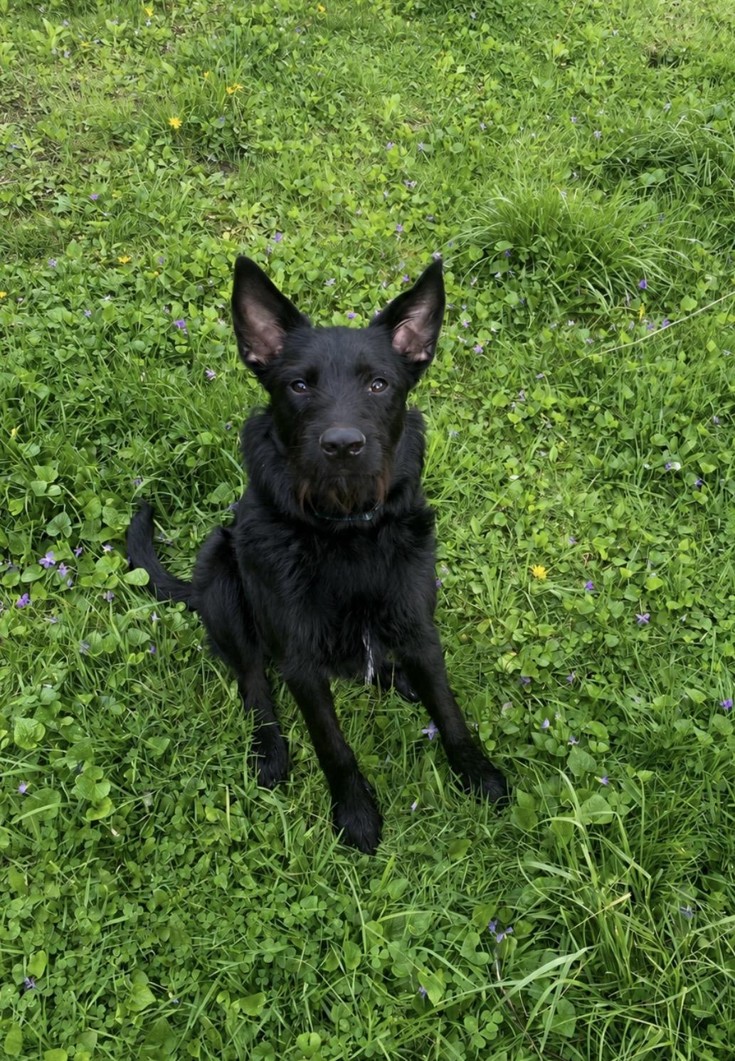 Enlarge Eddie, a ADOPTABLE Mixed Breed in Holmen, WI image 1/3