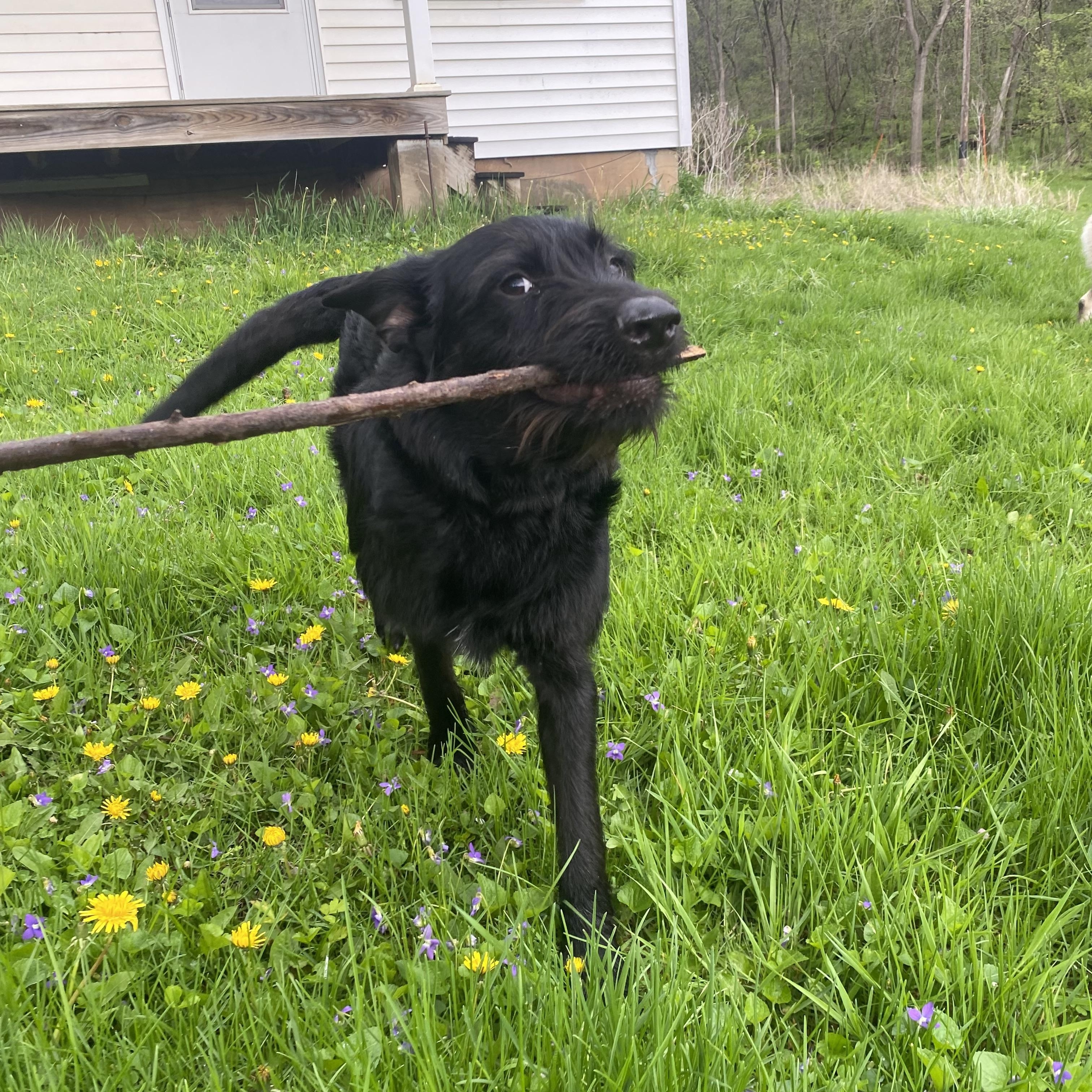 Enlarge Eddie, a ADOPTABLE Mixed Breed in Holmen, WI image 2/3
