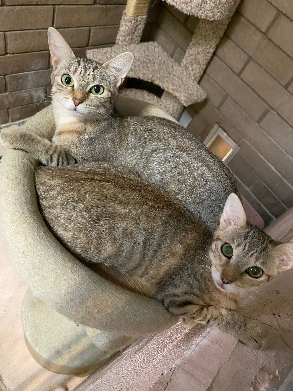 Clover, Adoptable, Adult Female Domestic Short Hair & Tabby.