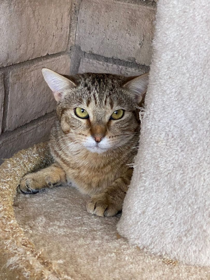 Clover, a Adoptable mixed breed in Phoenix, AZ image 5/5