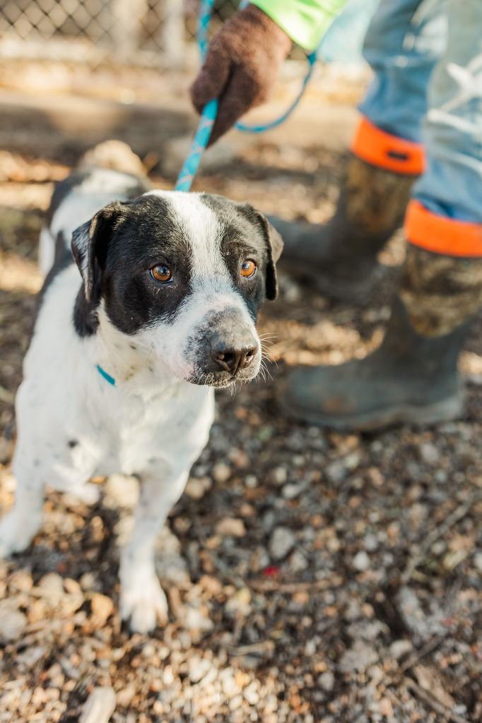 Uggies, Adoptable, Adult Male Mixed Breed.