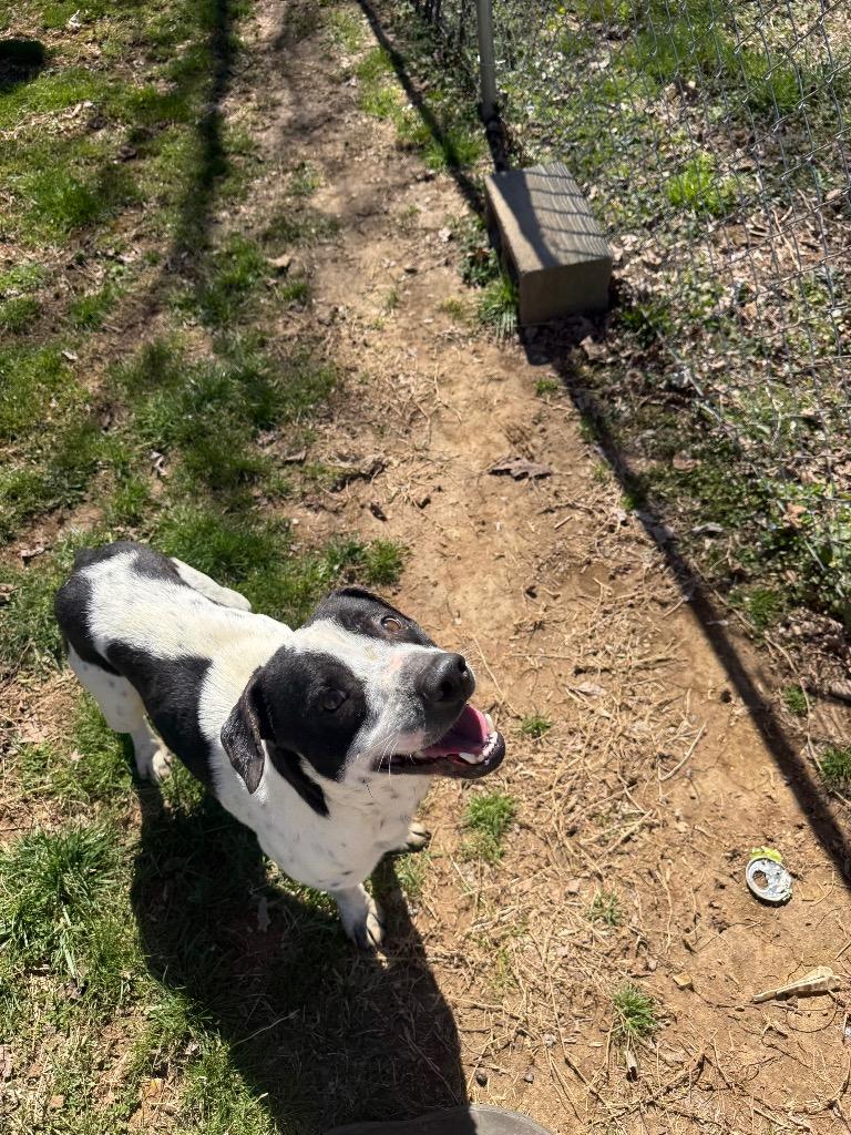 Uggies, a Adoptable mixed breed in Lawrenceburg, TN image 2/6