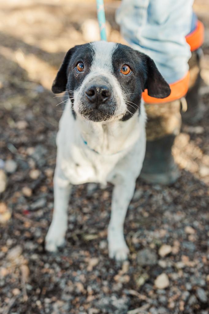 Uggies, a Adoptable mixed breed in Lawrenceburg, TN image 3/6