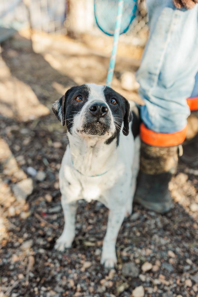 Uggies, a Adoptable mixed breed in Lawrenceburg, TN image 4/6