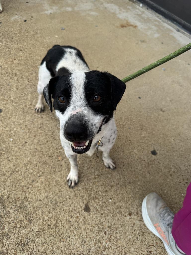 Enlarge Uggies, a Adoptable mixed breed in Lawrenceburg, TN image 5/6