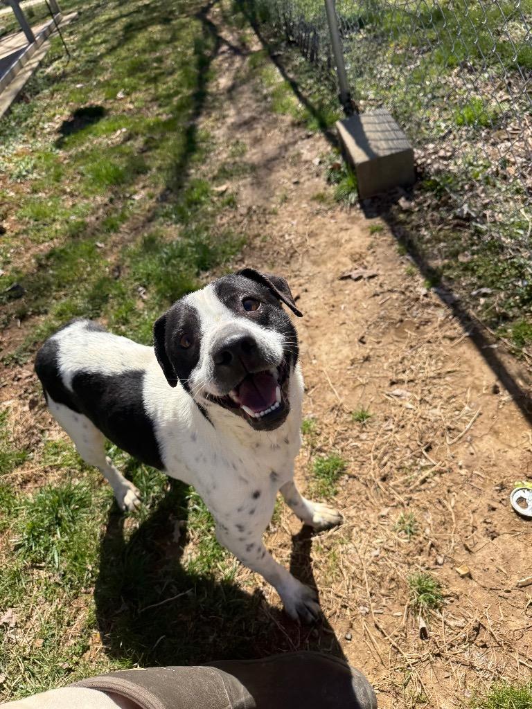 Uggies, a Adoptable mixed breed in Lawrenceburg, TN image 5/6