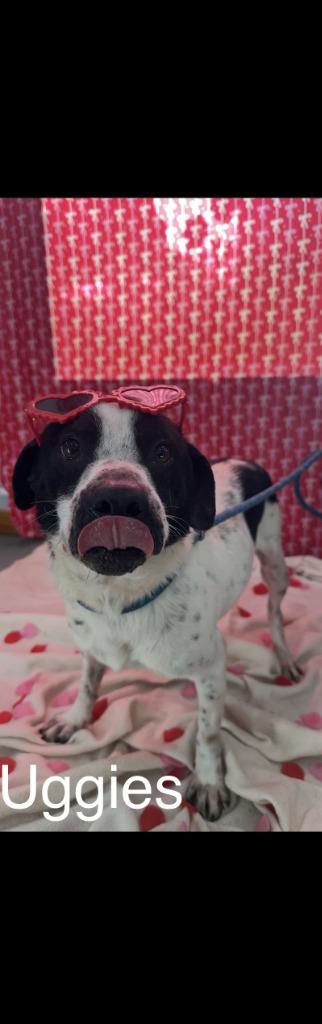 Uggies, a Adoptable mixed breed in Lawrenceburg, TN image 6/6