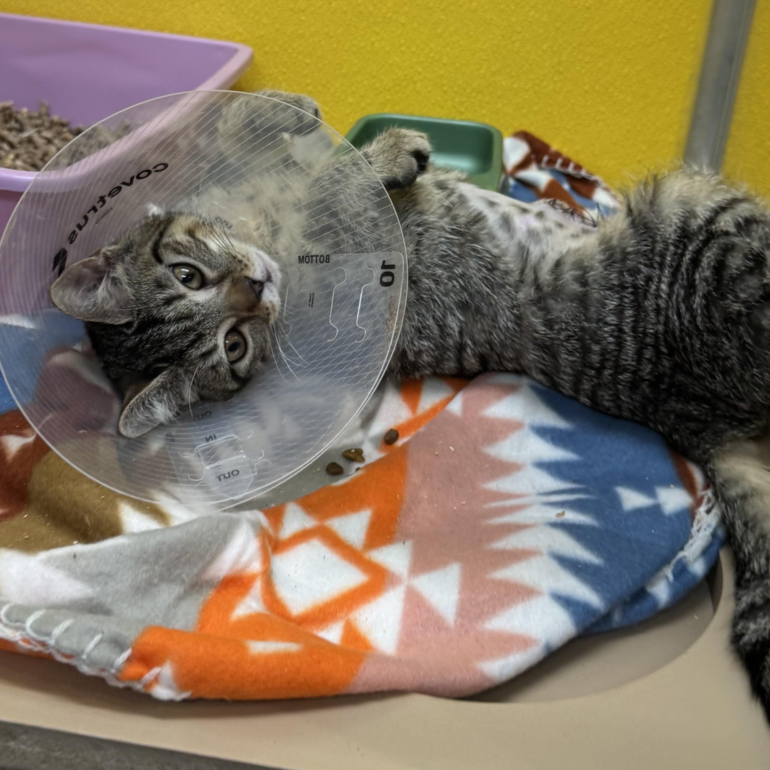 Enlarge Sage , an adopted Domestic Short Hair in Fall River, MA image 3/3