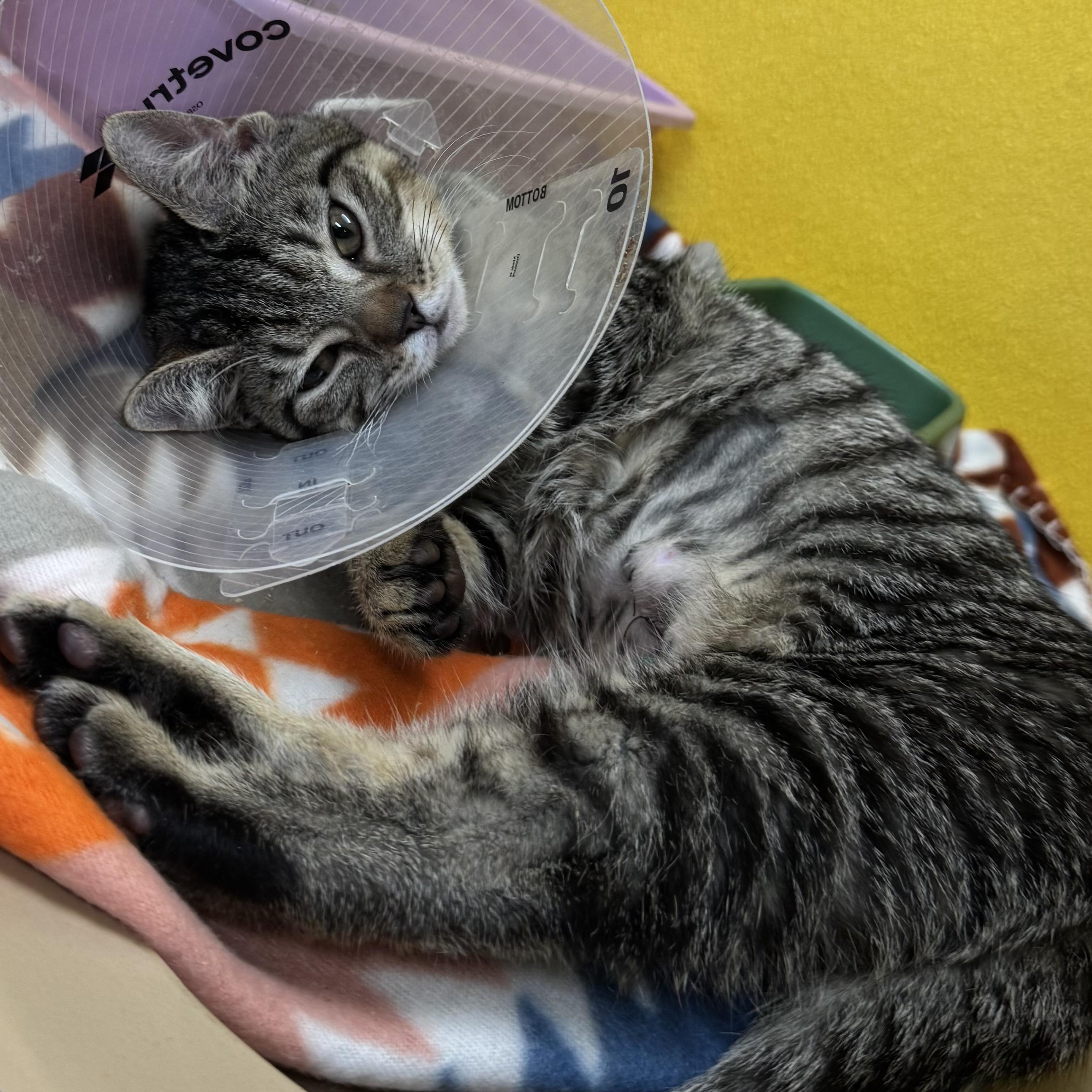 Enlarge Sage , an adopted Domestic Short Hair in Fall River, MA image 2/3