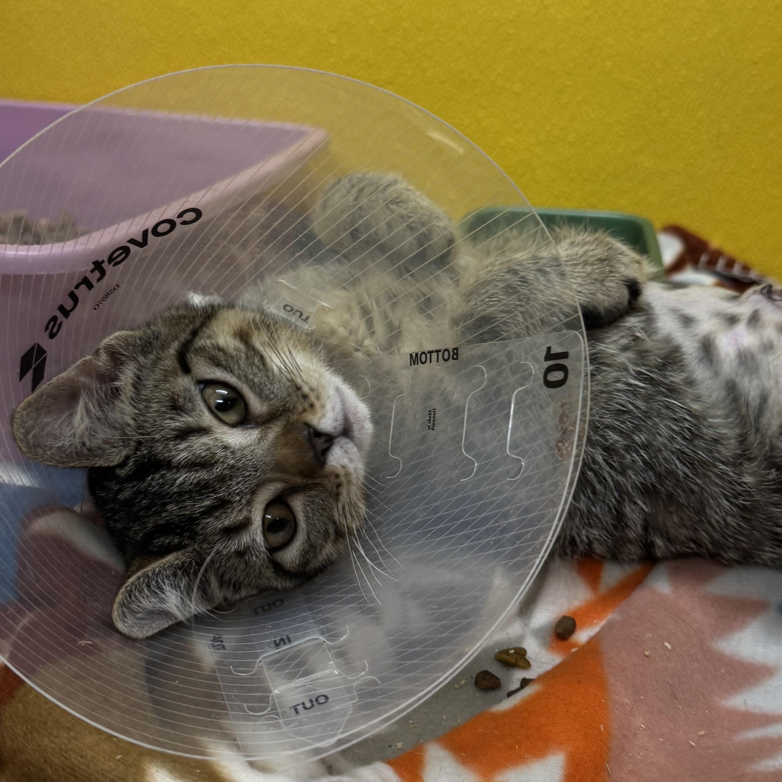 Enlarge Sage , an adopted Domestic Short Hair in Fall River, MA image 1/3