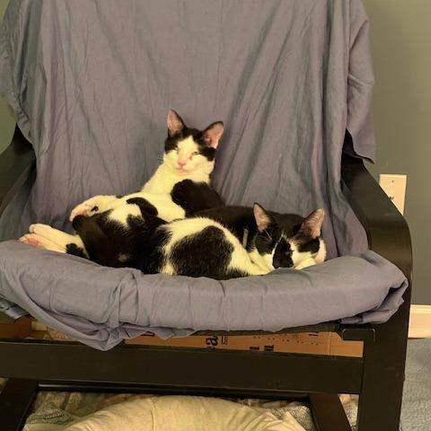 Enlarge Michy (bonded with Oreo), a Adoptable Domestic Short Hair in Newark, DE image 3/6