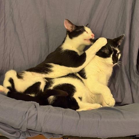 Enlarge Michy (bonded with Oreo), a Adoptable Domestic Short Hair in Newark, DE image 4/6