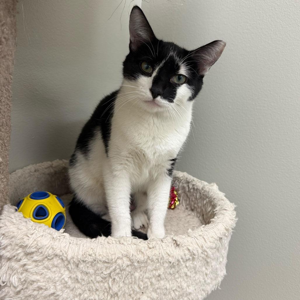 Enlarge Michy (bonded with Oreo), a Adoptable Domestic Short Hair in Newark, DE image 5/6