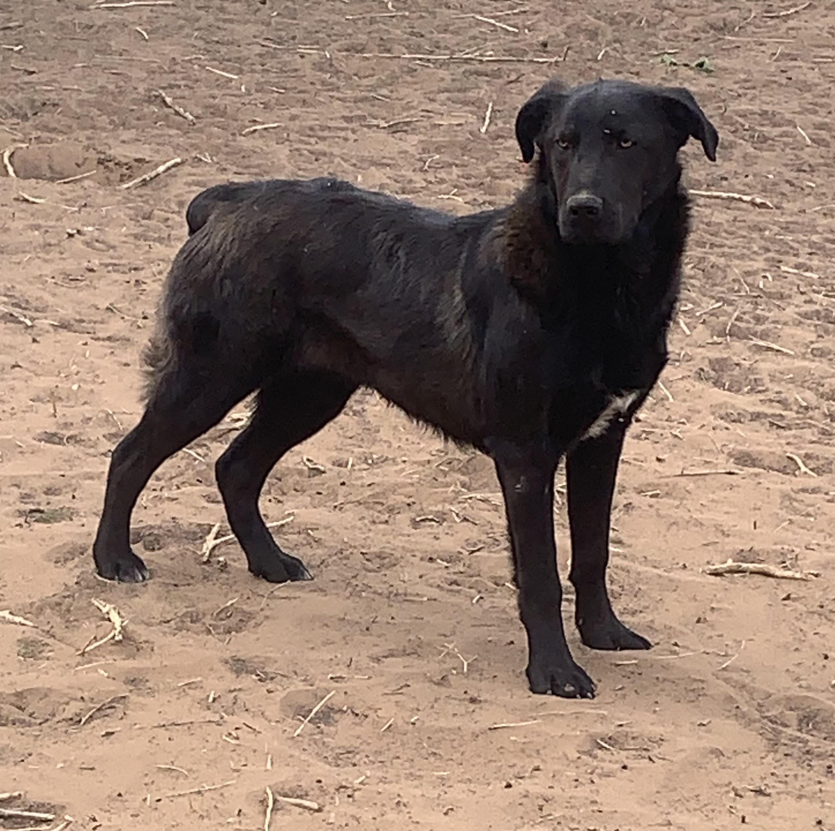 Reed, a Adoptable mixed breed in Navajo, NM image 1/3