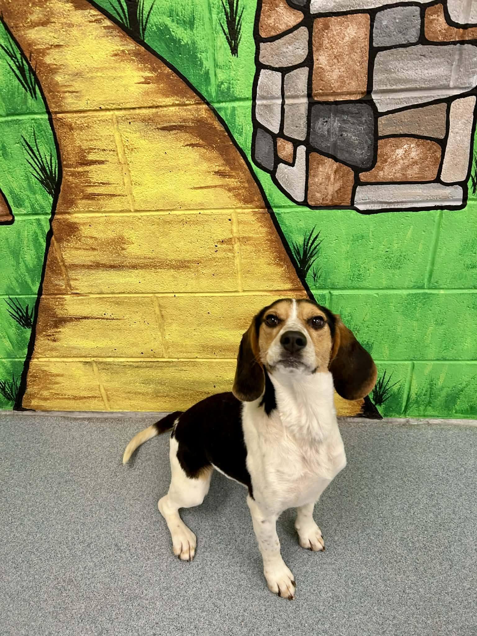 Enlarge Benny, a ADOPTABLE Beagle in Alburtis, PA image 1/4