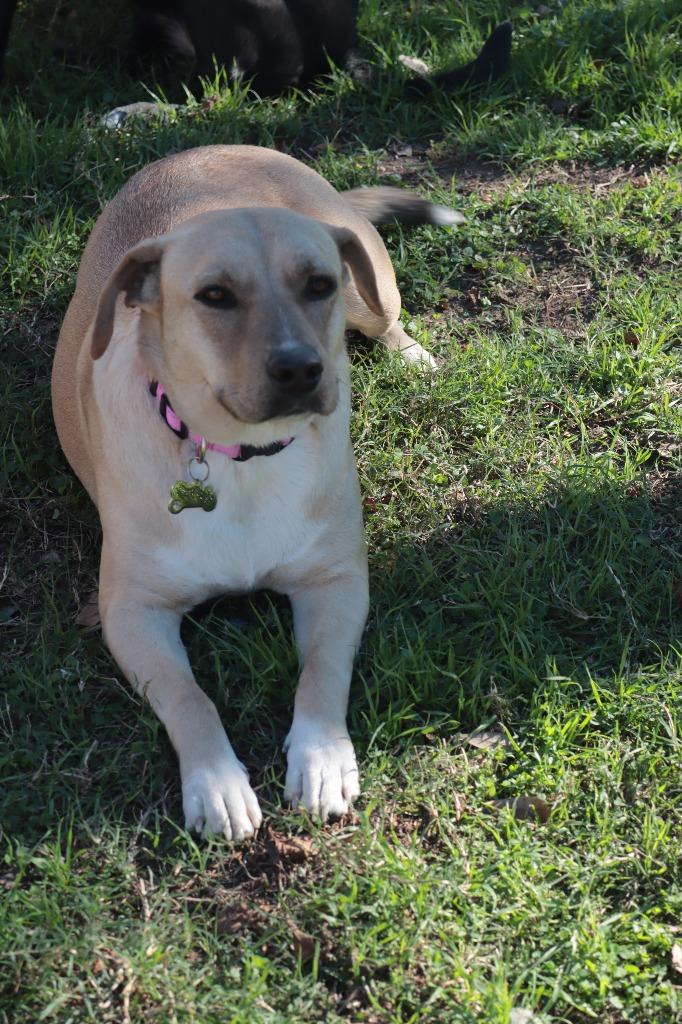 Safiye, Adoptable, Adult Female Shepherd & Boxer.