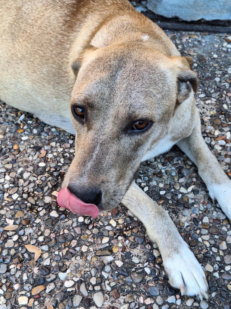 Safiye, Adoptable, Adult Female Shepherd & Boxer.