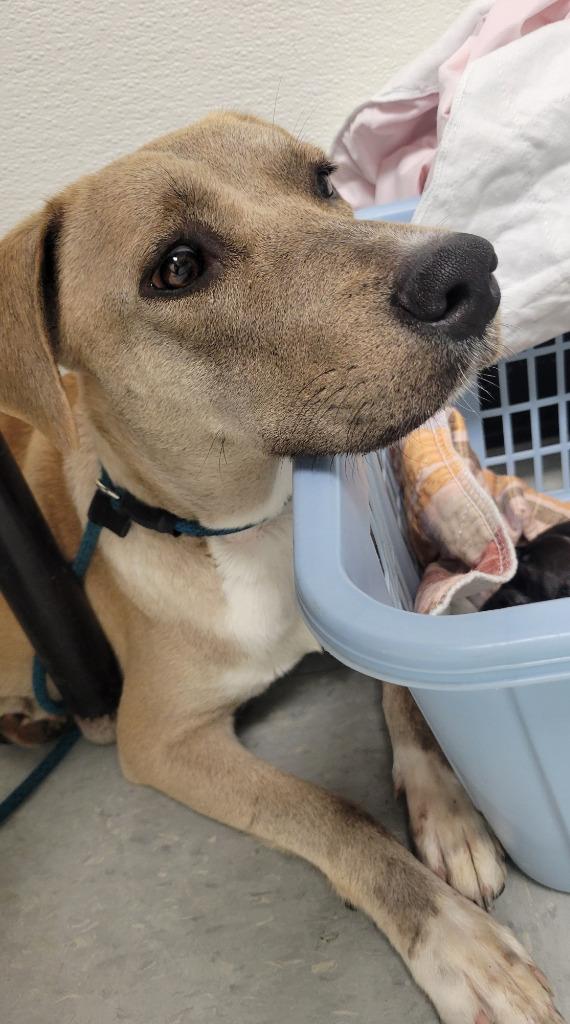 Enlarge Safiye, a Adoptable mixed breed in Spring, TX image 2/6