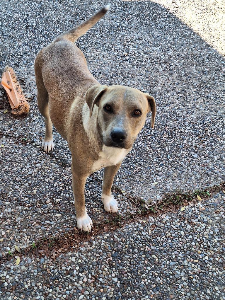 Enlarge Safiye, a Adoptable mixed breed in Spring, TX image 3/6