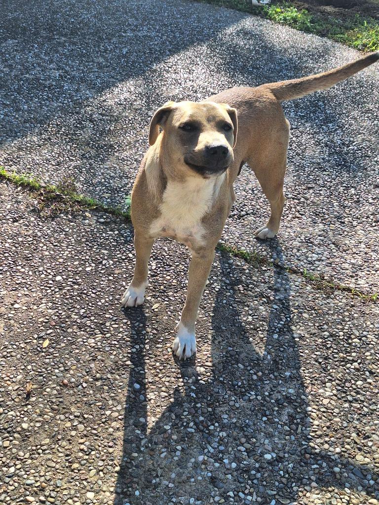 Enlarge Safiye, a Adoptable mixed breed in Spring, TX image 3/6