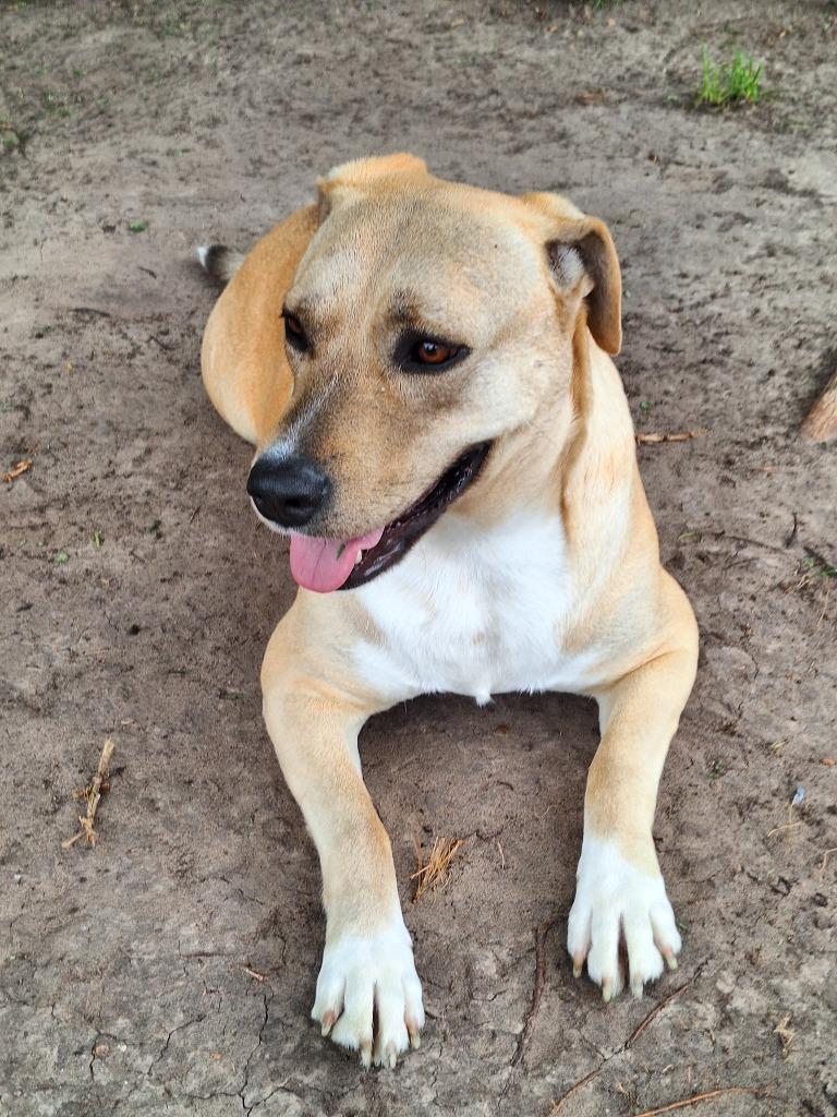 Safiye, a Adoptable mixed breed in Spring, TX image 4/6