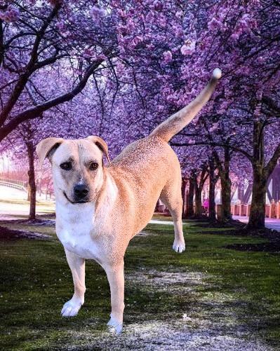 Enlarge Safiye, a Adoptable mixed breed in Spring, TX image 4/6