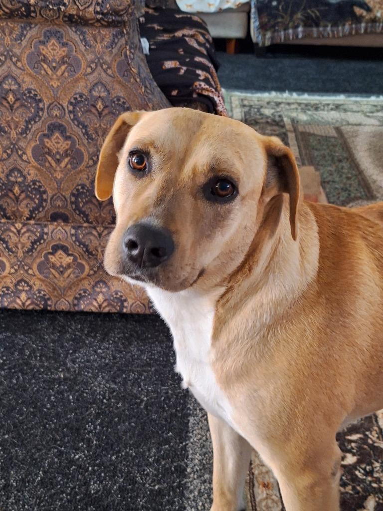 Enlarge Safiye, a Adoptable mixed breed in Spring, TX image 4/6