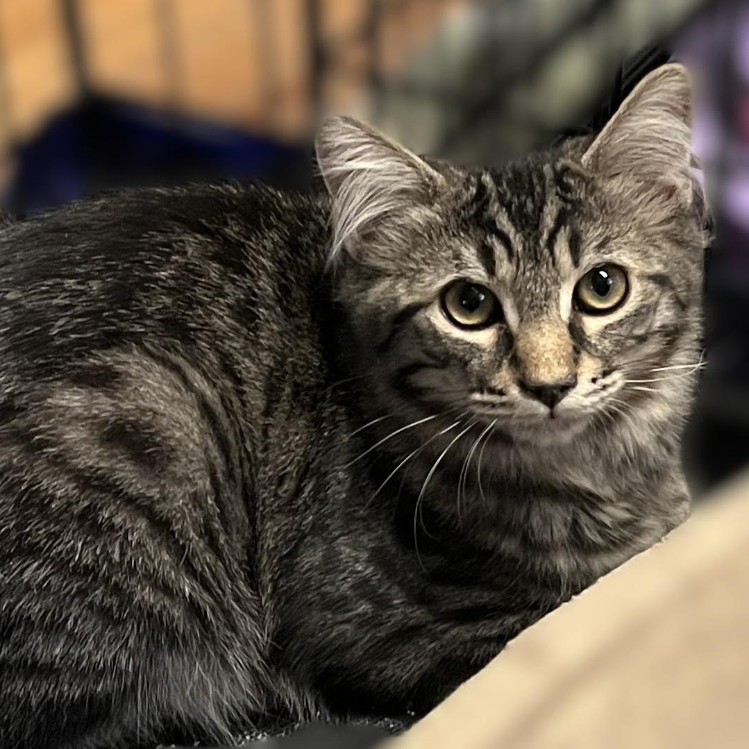 Benjamin, a Adoptable Domestic Medium Hair in Shingletown, CA image 2/2