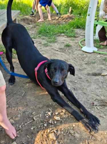 Enlarge Bailey, a Adoptable mixed breed in Springfield, IL image 2/5