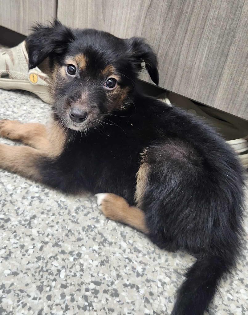 Nitrogen, Adoptable, Puppy Female Australian Shepherd & Shepherd.