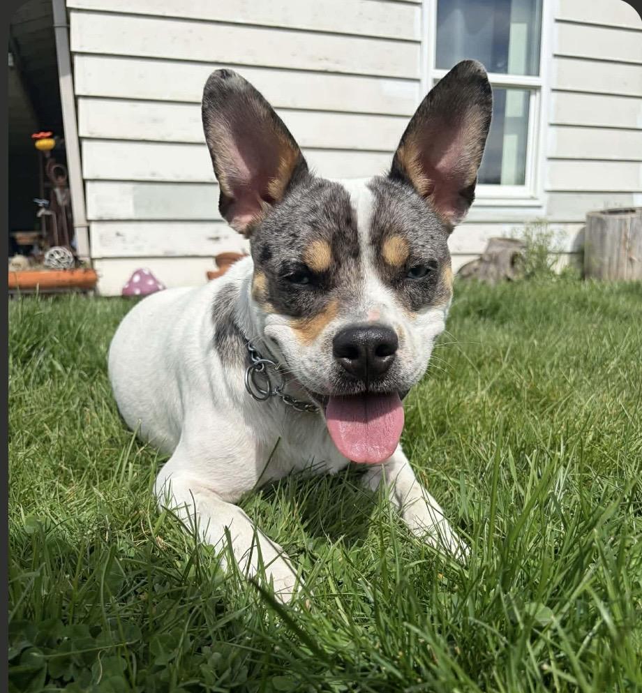 Canelo, ADOPTABLE, Adult Male French Bulldog & Australian Shepherd.