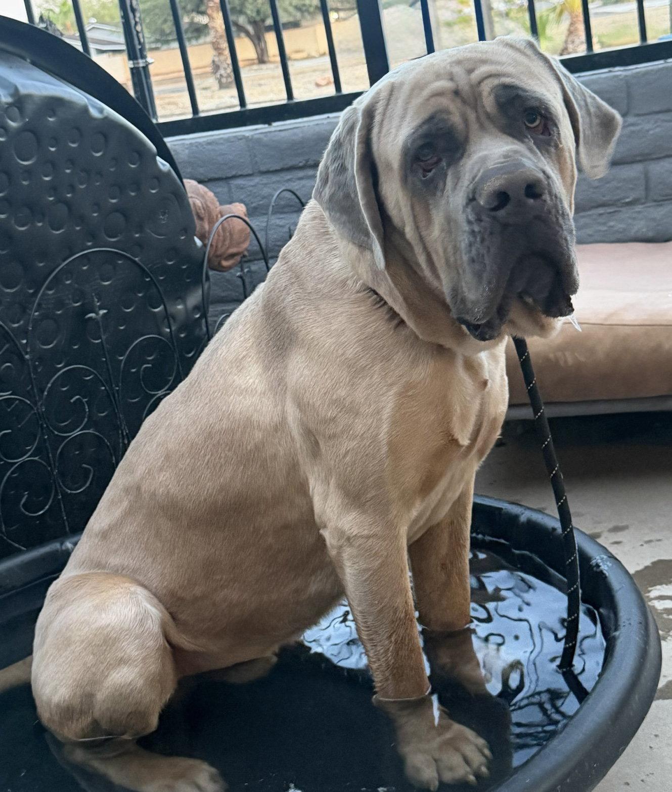 Raja, Adoptable, Young Male Cane Corso.