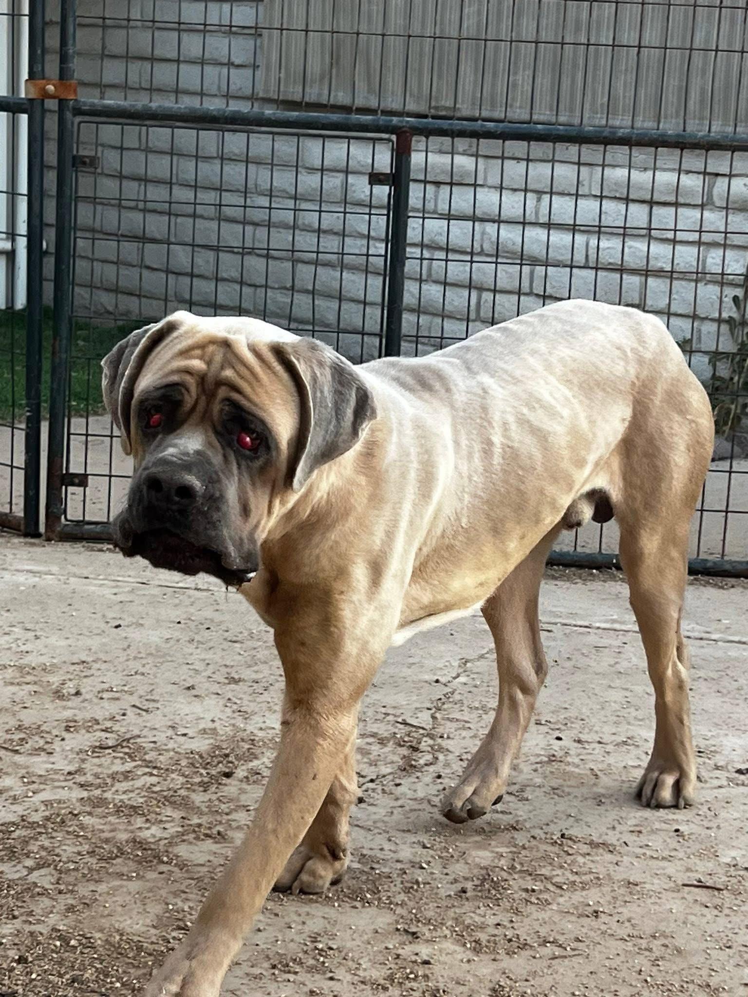 Enlarge Raja, a Adoptable Cane Corso in Glendale, AZ image 2/2